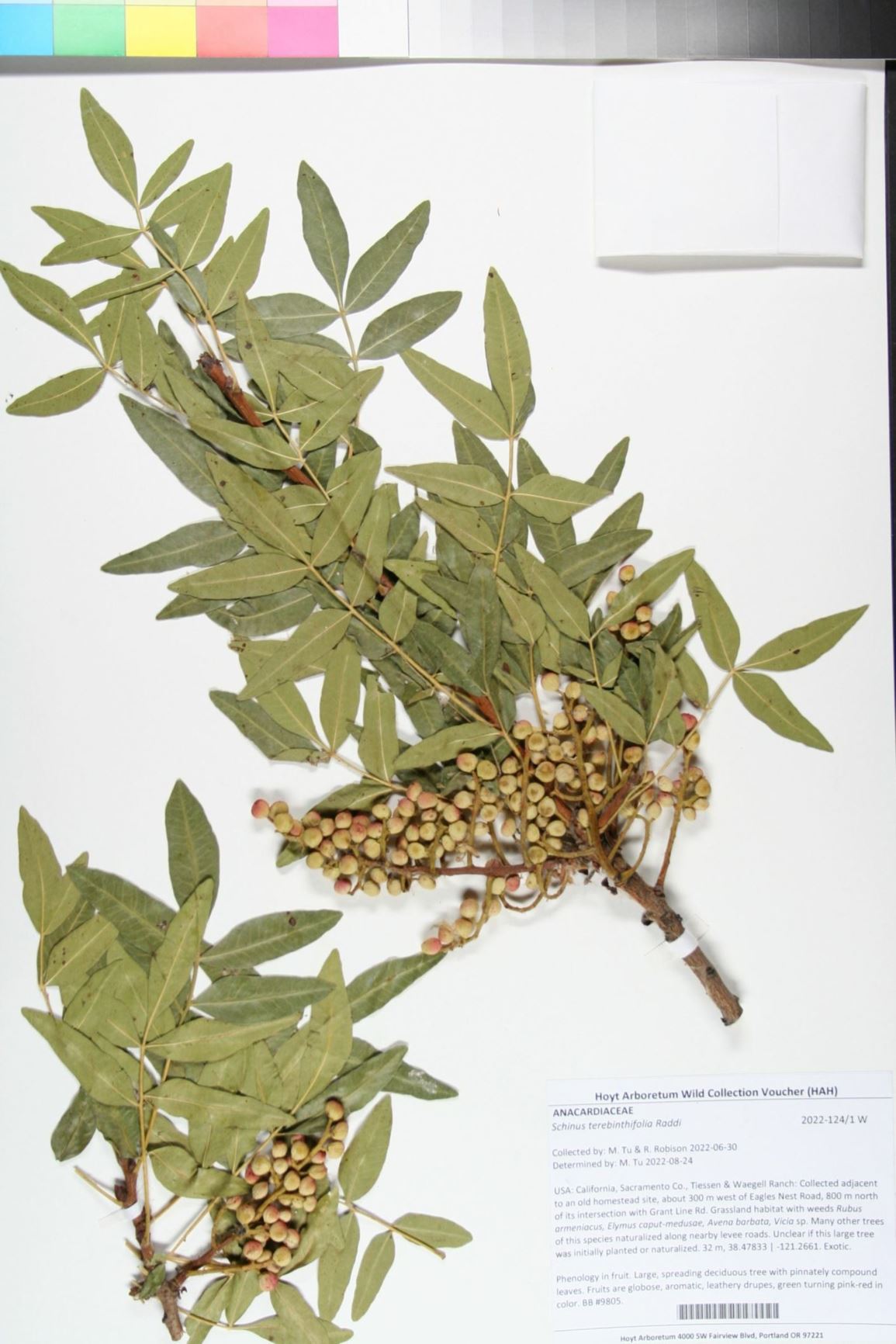 Schinus terebinthifolia - Brazilian pepper-tree, Christmas berry, faux poivrier, Florida holly, warui, Christmasberry, Brazilian peppertree