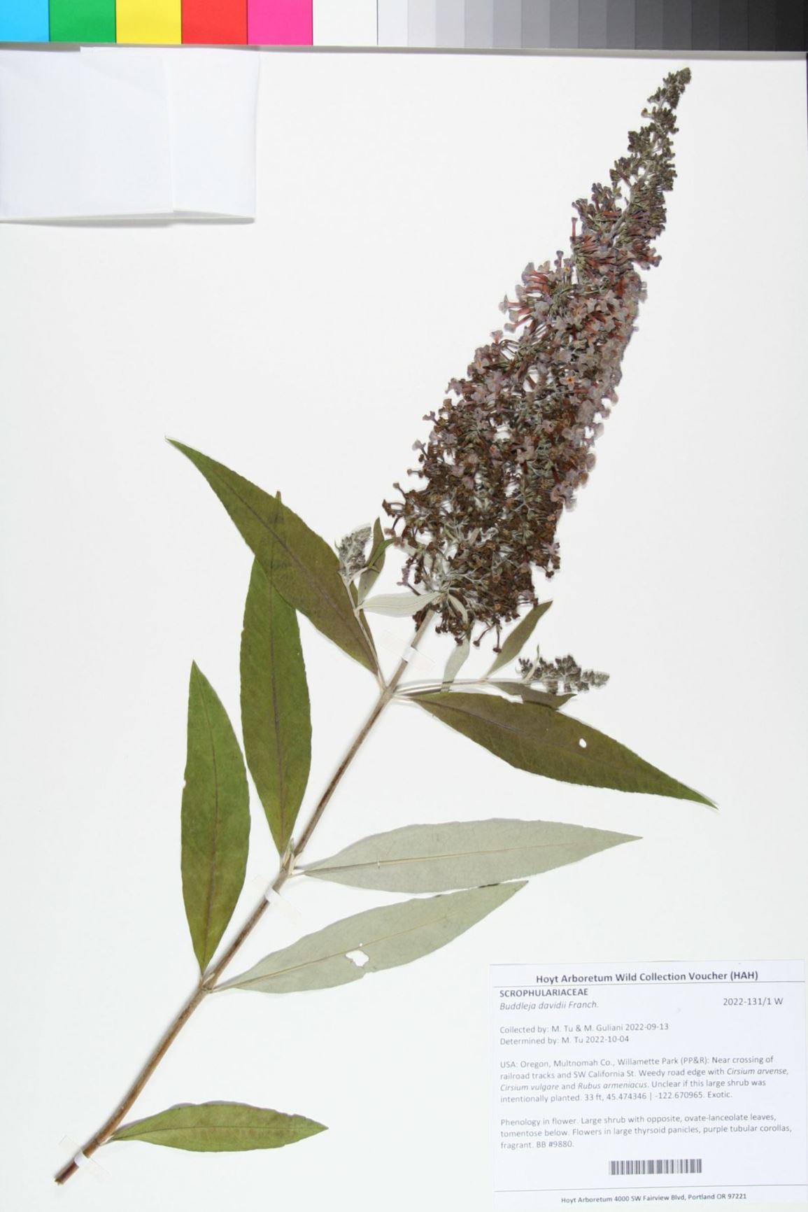 Buddleja davidii - butterflybush, butterfly bush, summer lilac