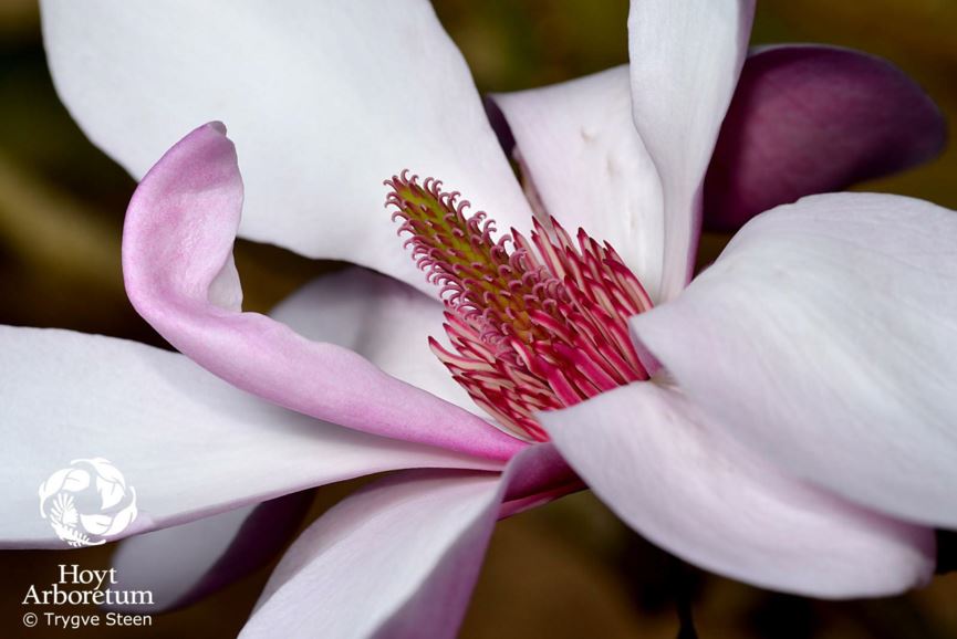 Magnolia dawsoniana 'Clarke'