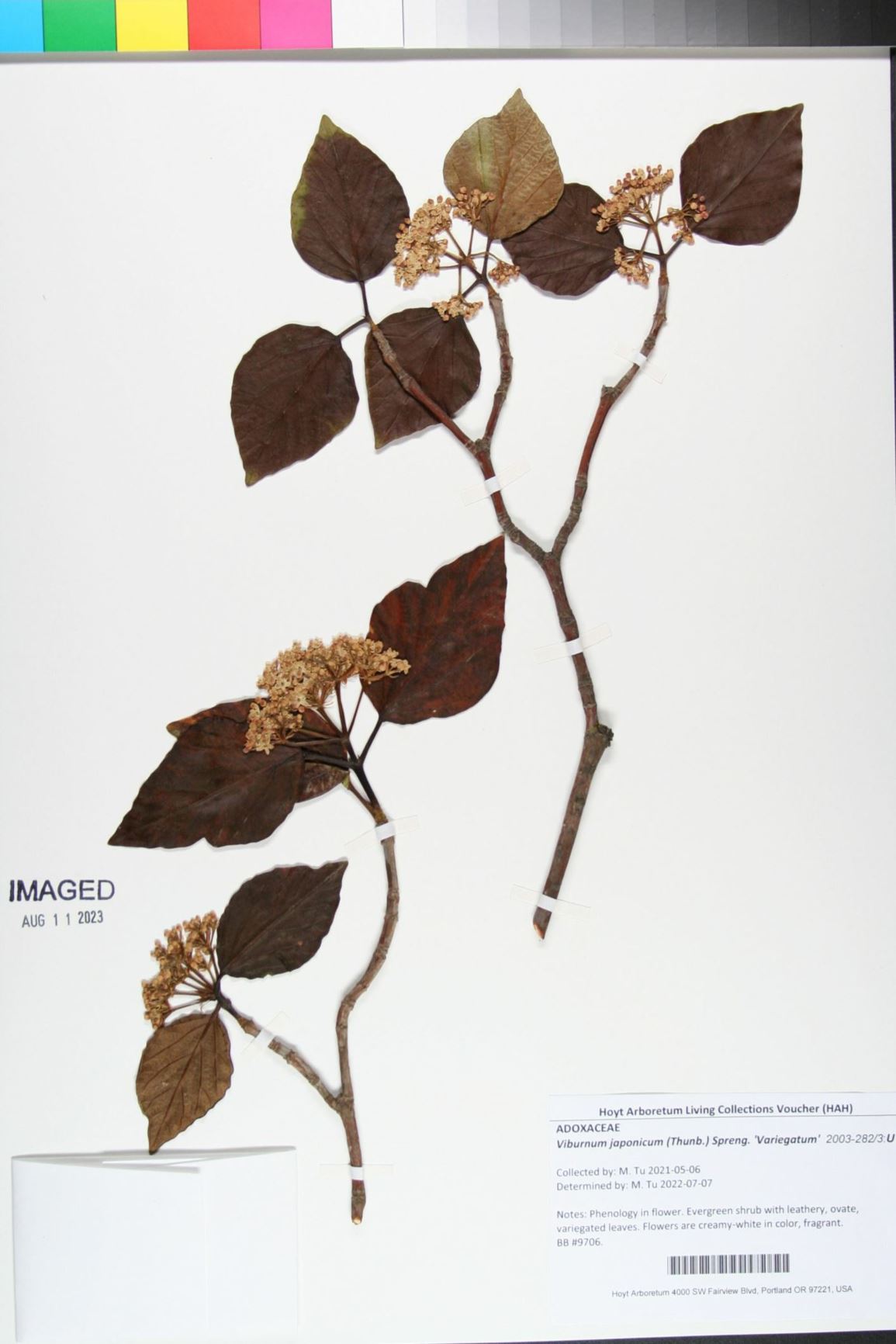 Viburnum japonicum 'Variegatum'