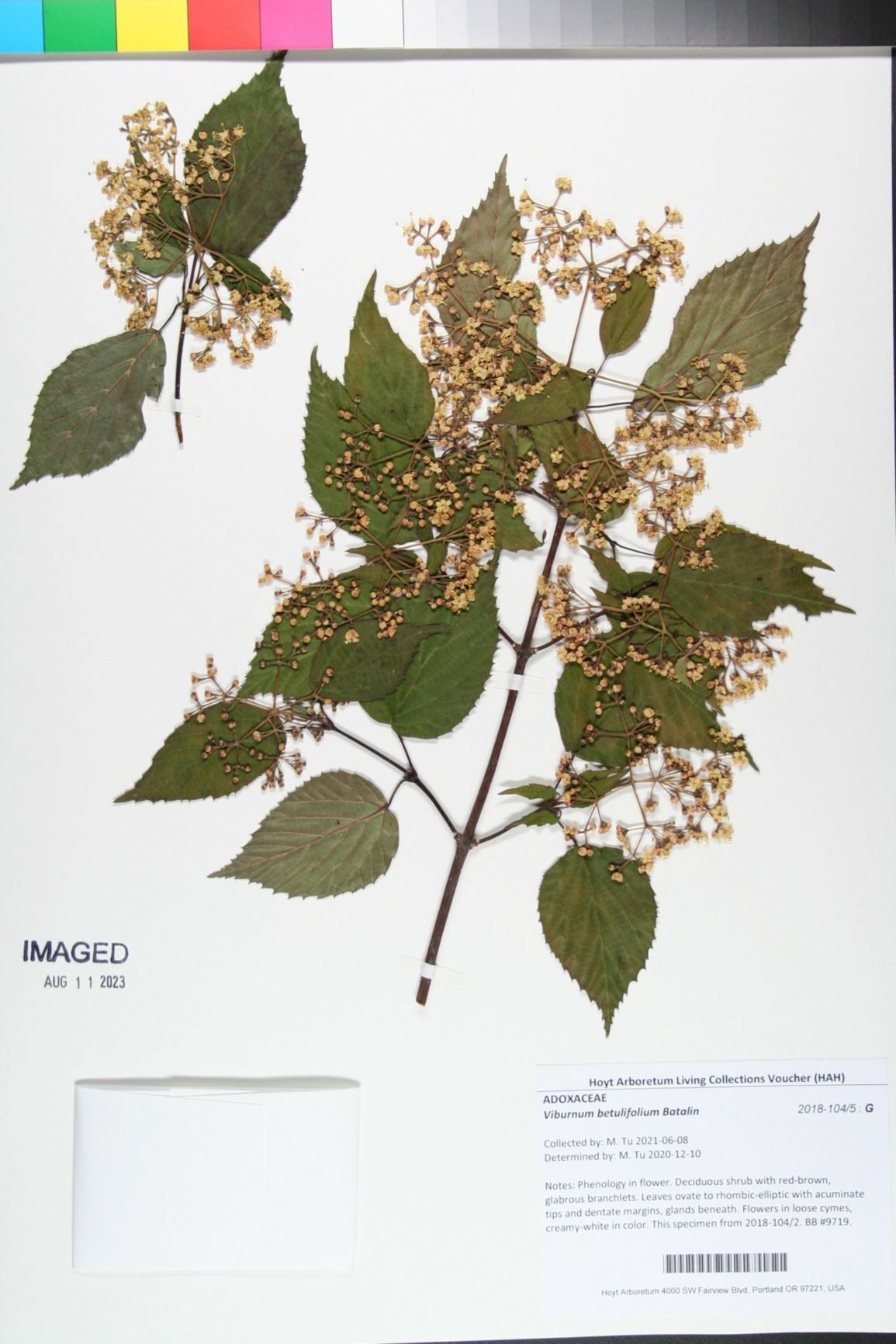 Viburnum betulifolium