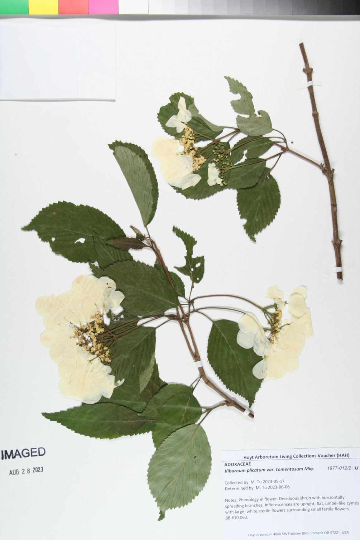 Viburnum plicatum var. tomentosum - Doublefile Viburnum