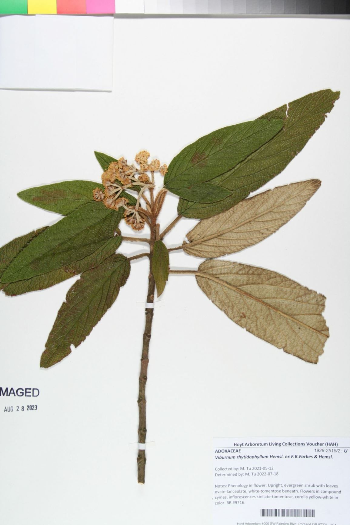 Viburnum rhytidophyllum - Leatherleaf Viburnum,  leatherleaf arrowwood