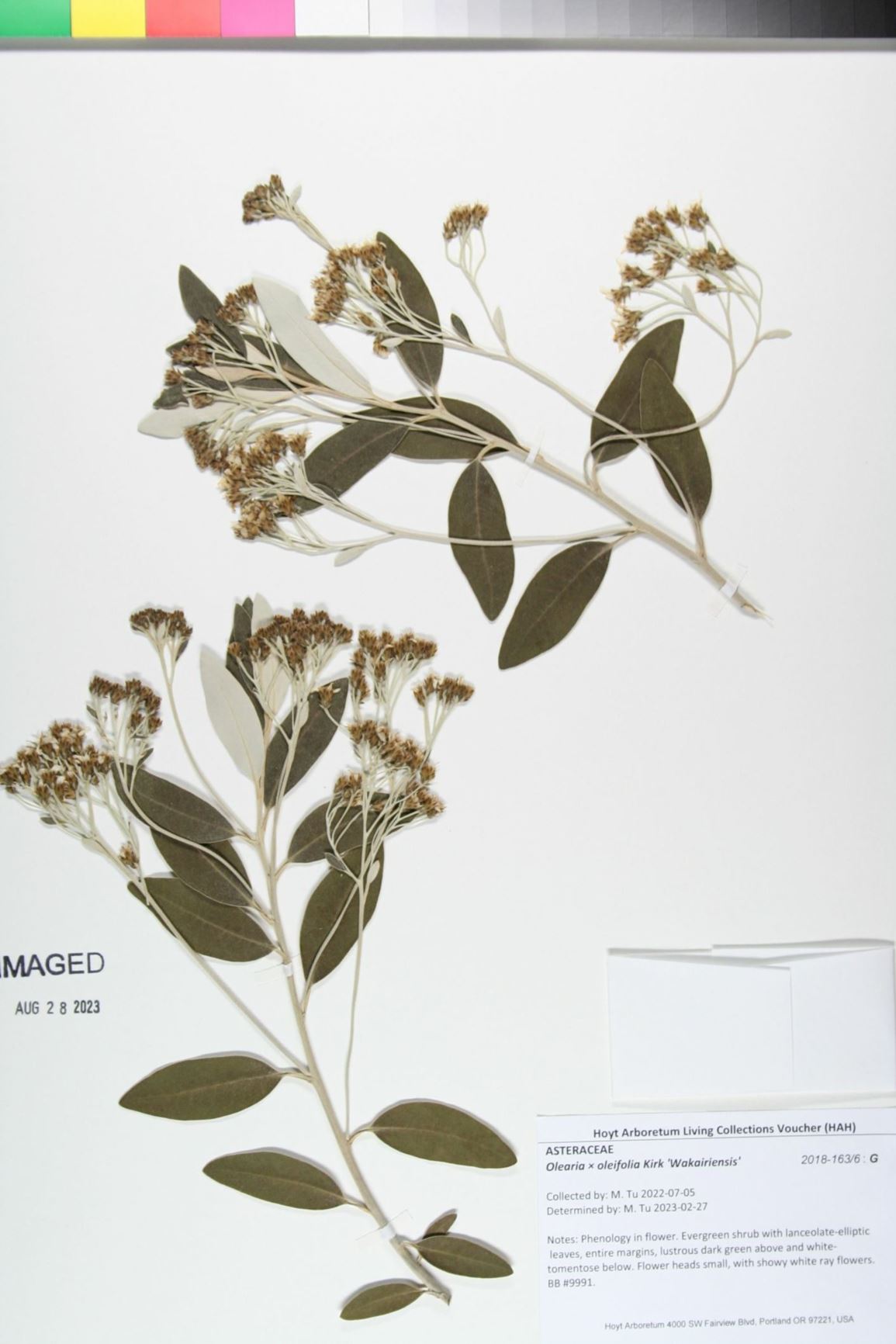 Olearia × oleifolia 'Wakairiensis'