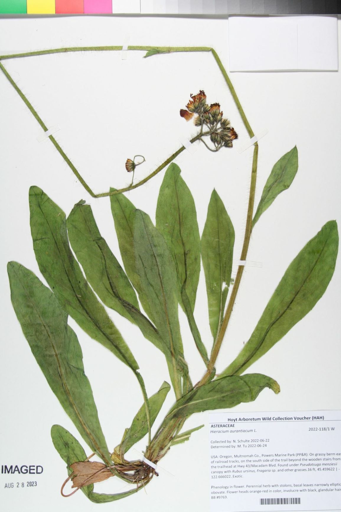 Hieracium aurantiacum - orange hawkweed