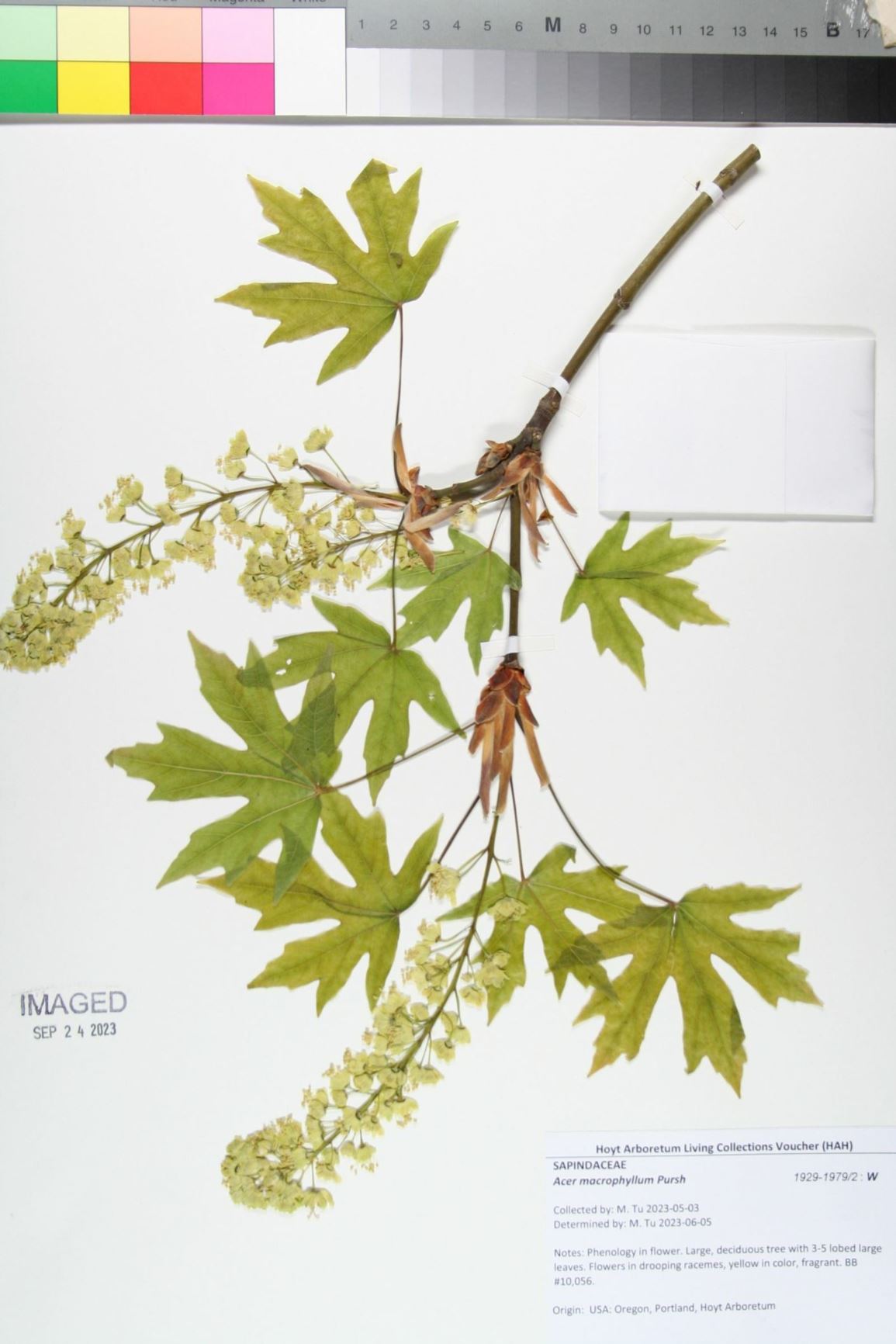 Acer macrophyllum - bigleaf maple