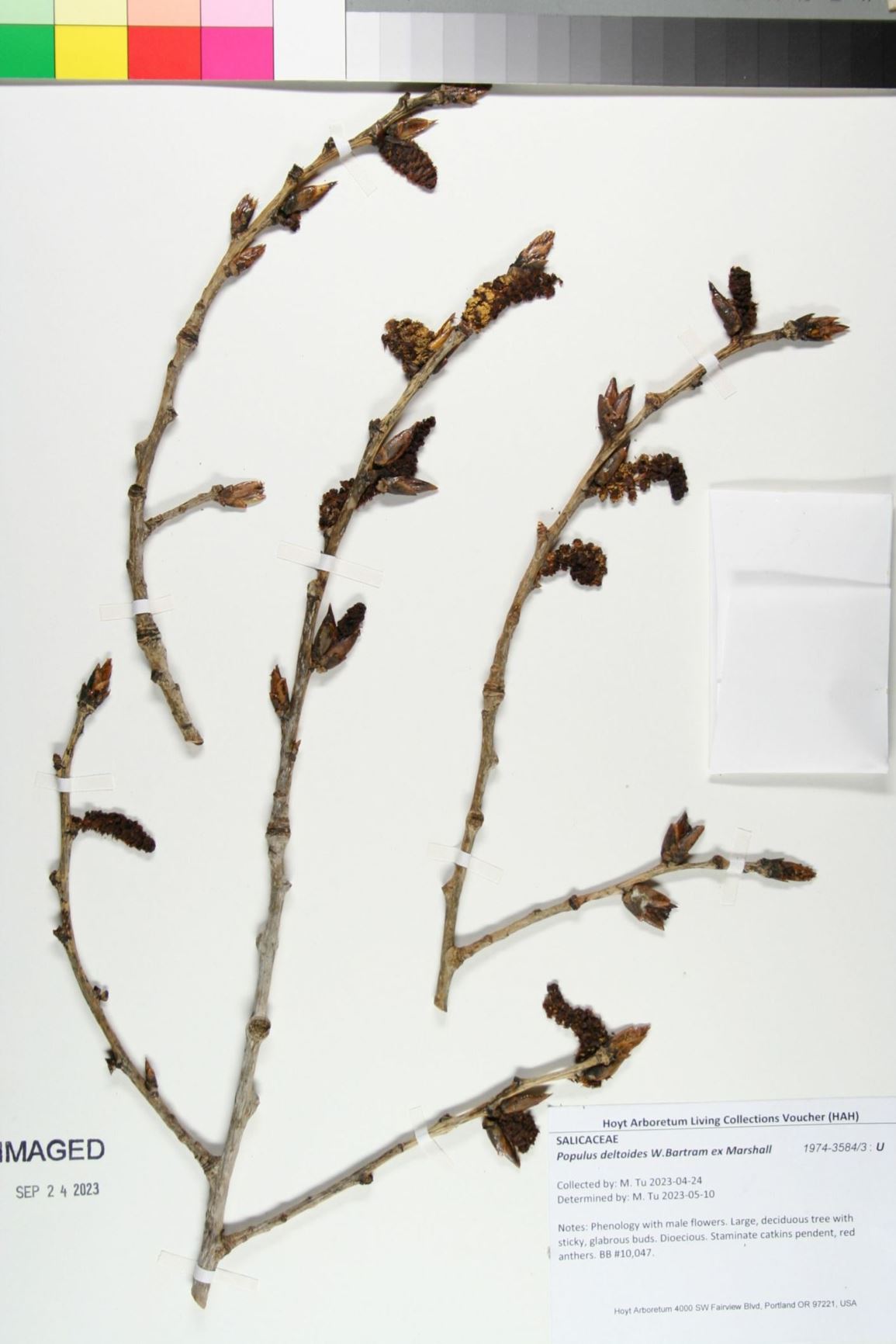 Populus deltoides - Eastern Cottonwood