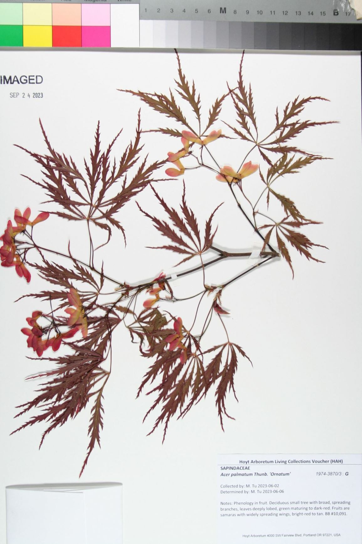 Acer palmatum 'Ornatum' - Red Laceleaf Japanese Maple