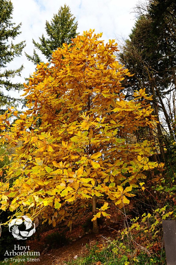 Magnolia macrophylla - Bigleaf Magnolia | Hoyt Arboretum, Portland