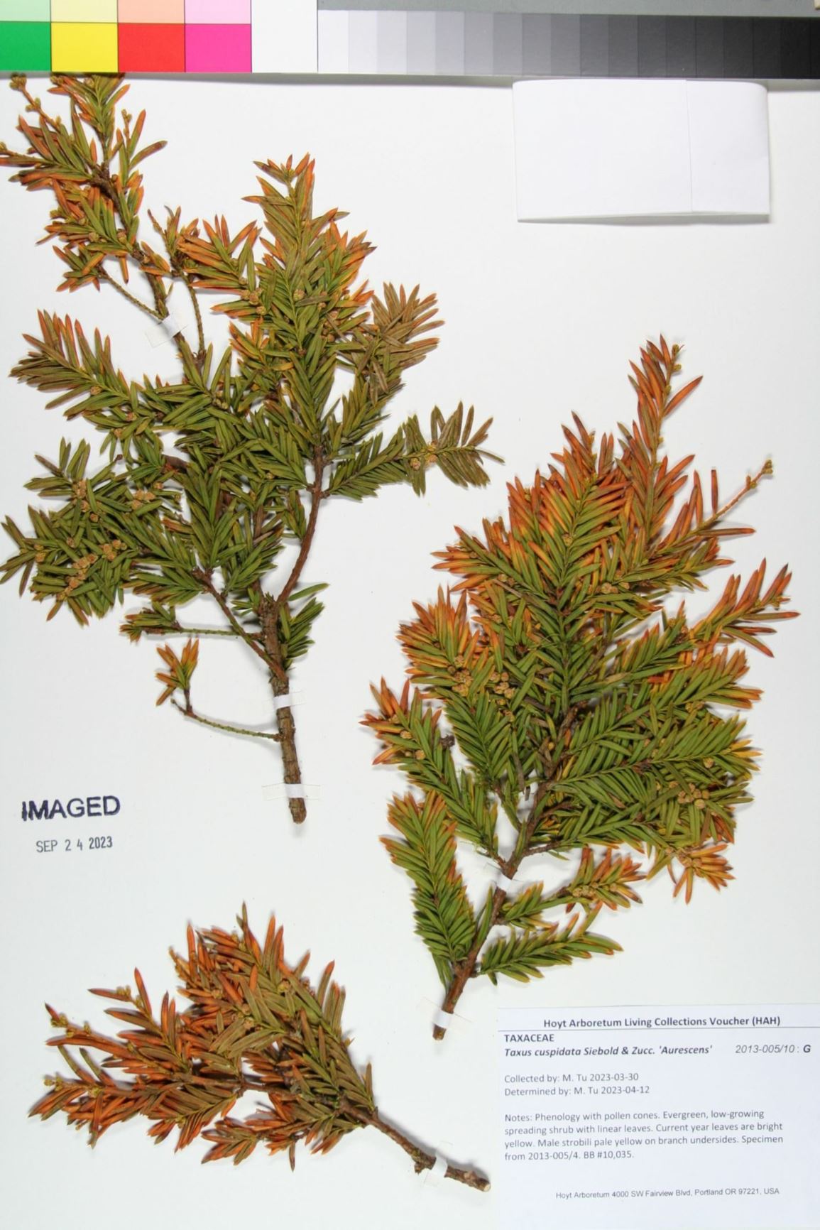 Taxus cuspidata 'Aurescens' - Golden Japanese Yew