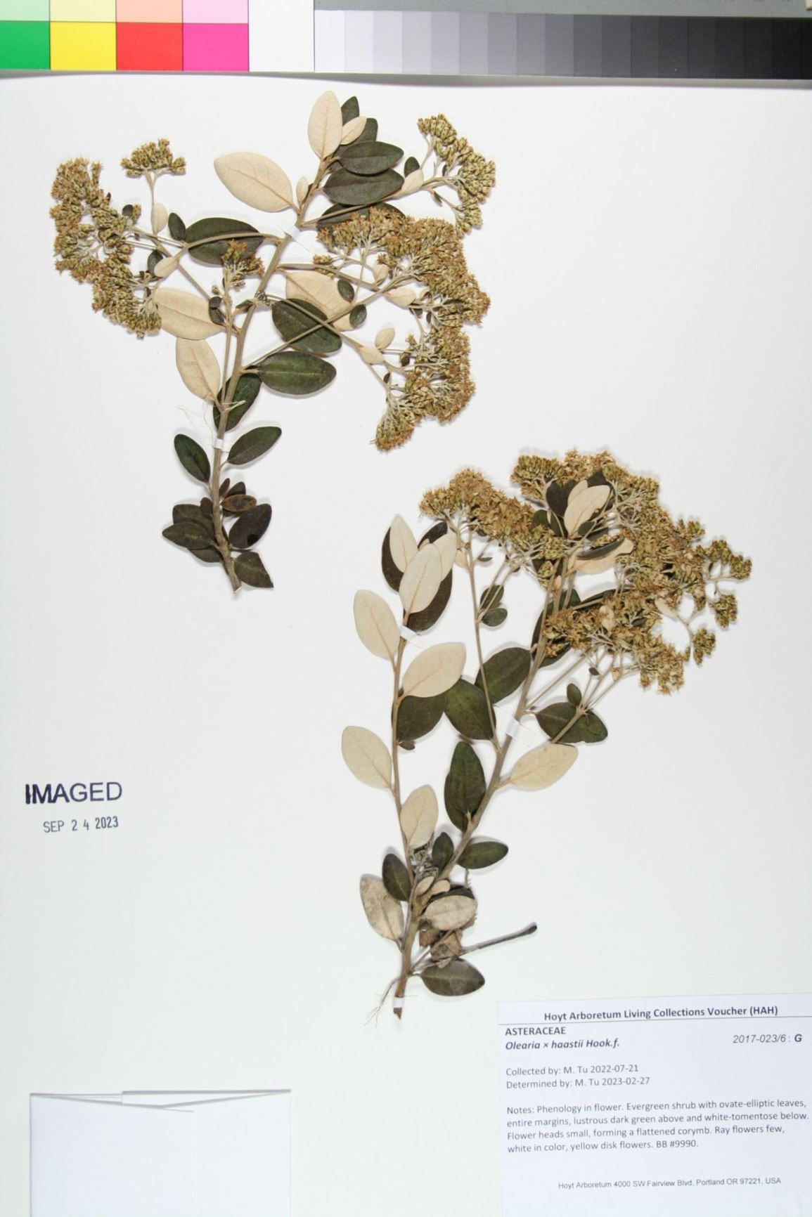 Olearia × haastii