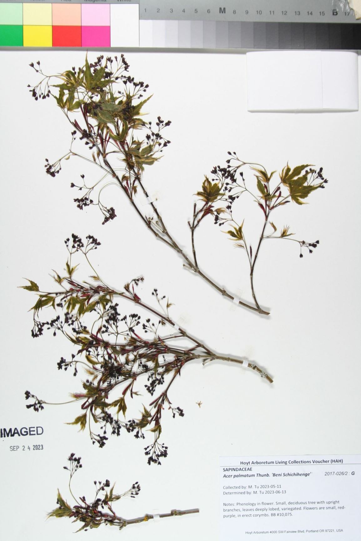 Acer palmatum 'Beni Schichihenge'
