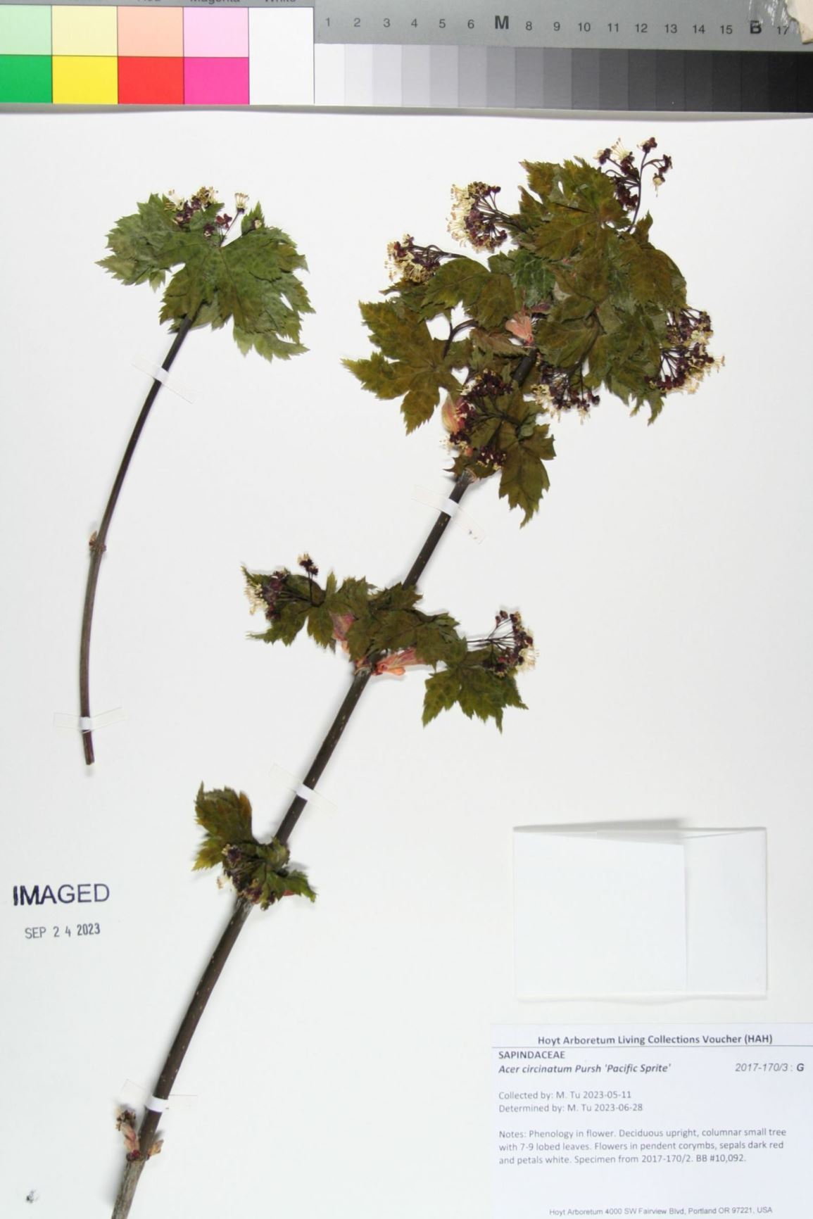 Acer circinatum 'Pacific Sprite' - pacific sprite vine maple