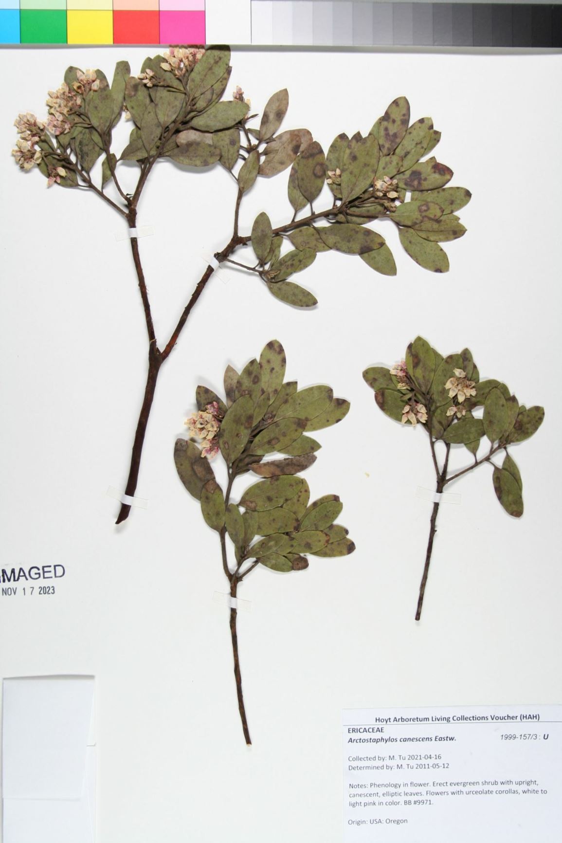 Arctostaphylos canescens - hoary manzanita, silver manzanita