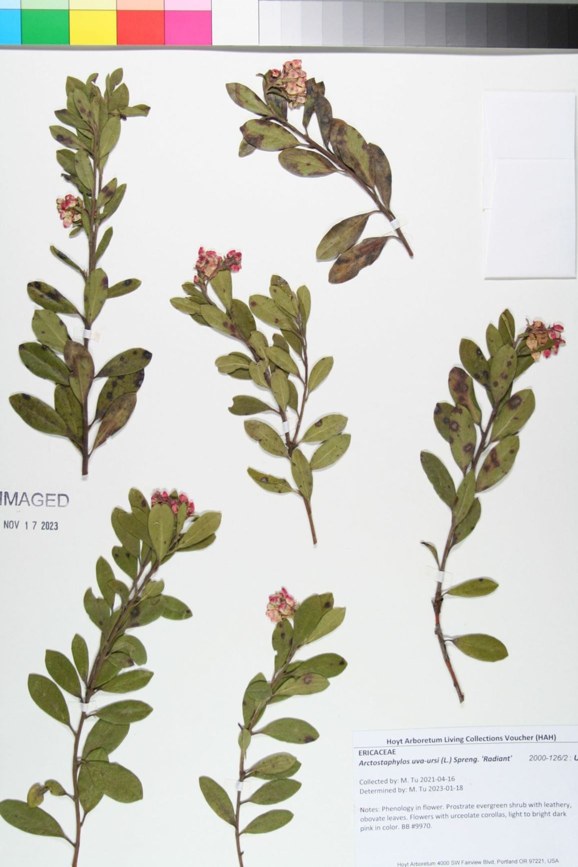 Arctostaphylos uva-ursi 'Radiant' - kinnikinnick, mealberry, bearberry, bearberry manzanita
