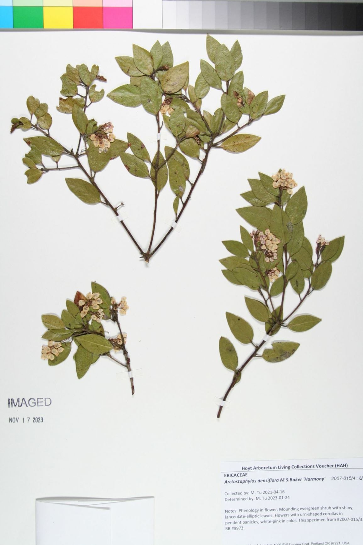 Arctostaphylos densiflora 'Harmony' - Vine Hill manzanita