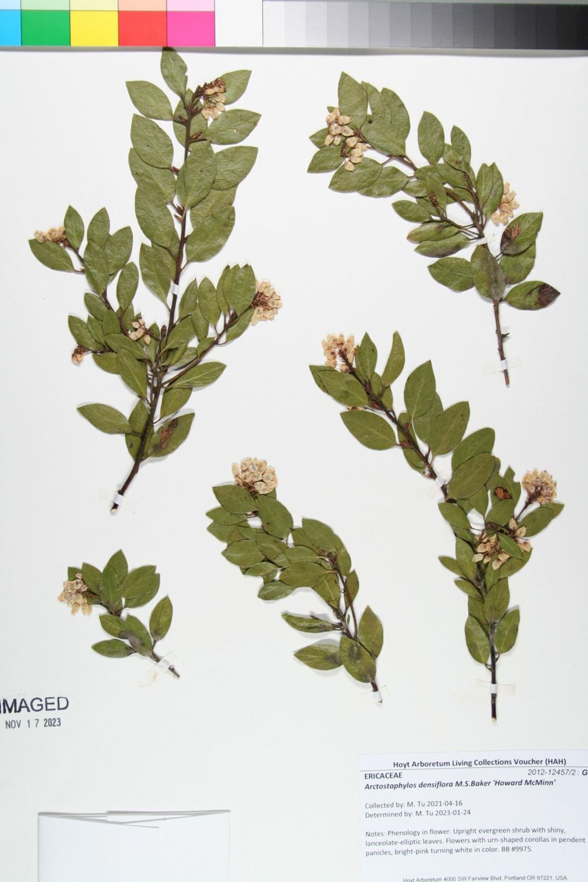 Arctostaphylos densiflora 'Howard McMinn' - Vine Hill manzanita