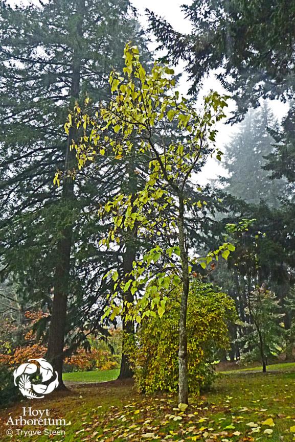 Paulownia tomentosa - princess tree, royal paulownia, empress tree