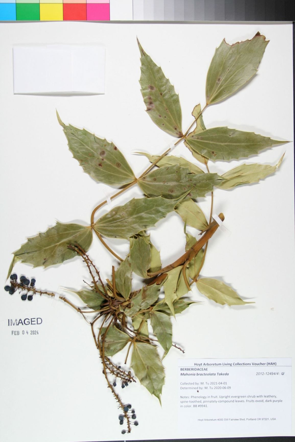 Mahonia bracteolata