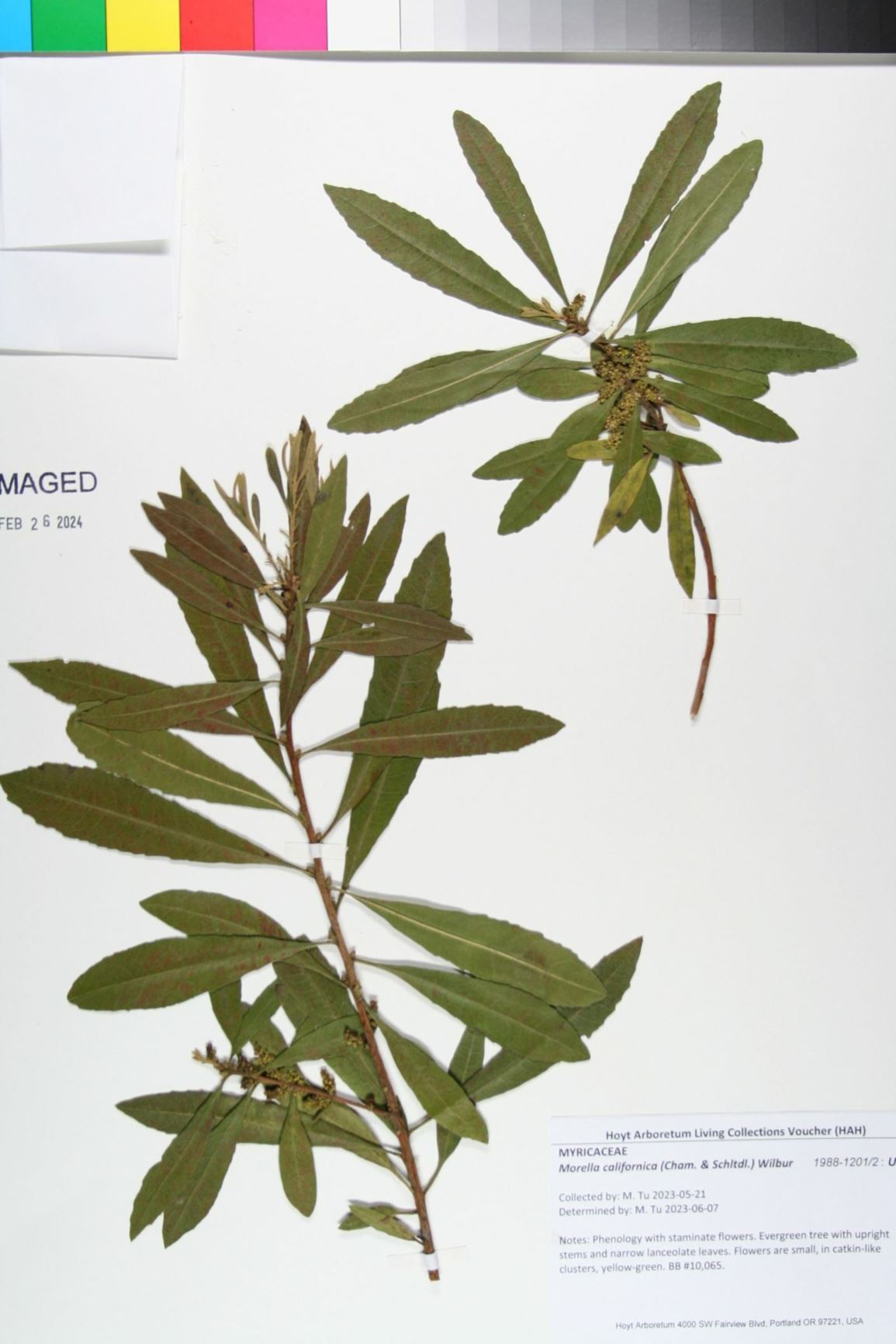 Morella californica - California wax myrtle, Pacific bayberry, Pacific wax myrtle