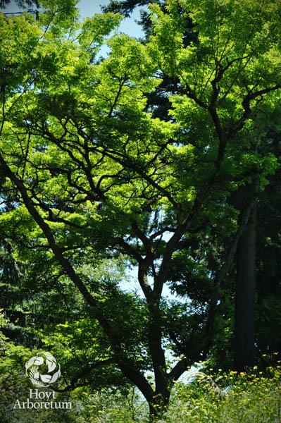 Phellodendron amurense - Amur Cork Tree