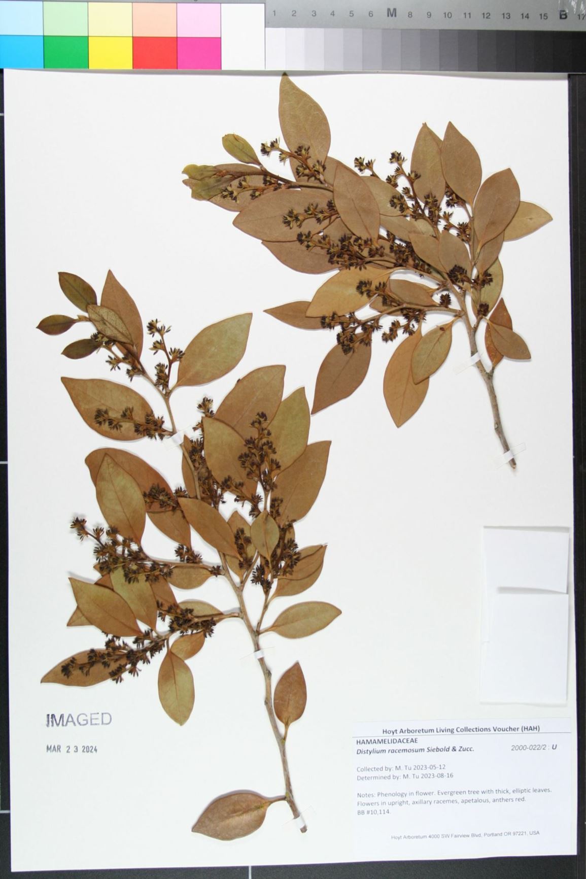 Distylium racemosum - Isu tree