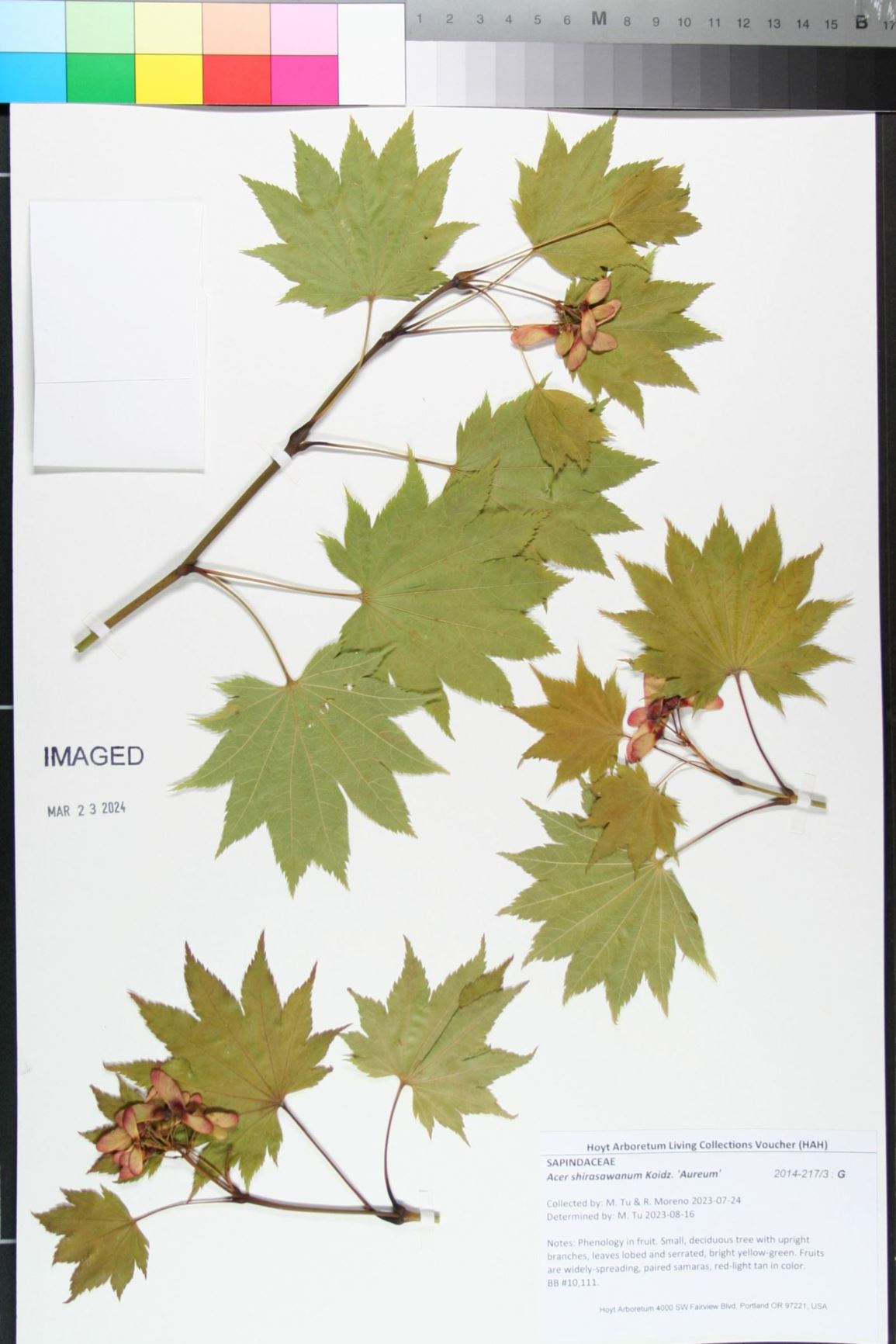 Acer shirasawanum 'Aureum'