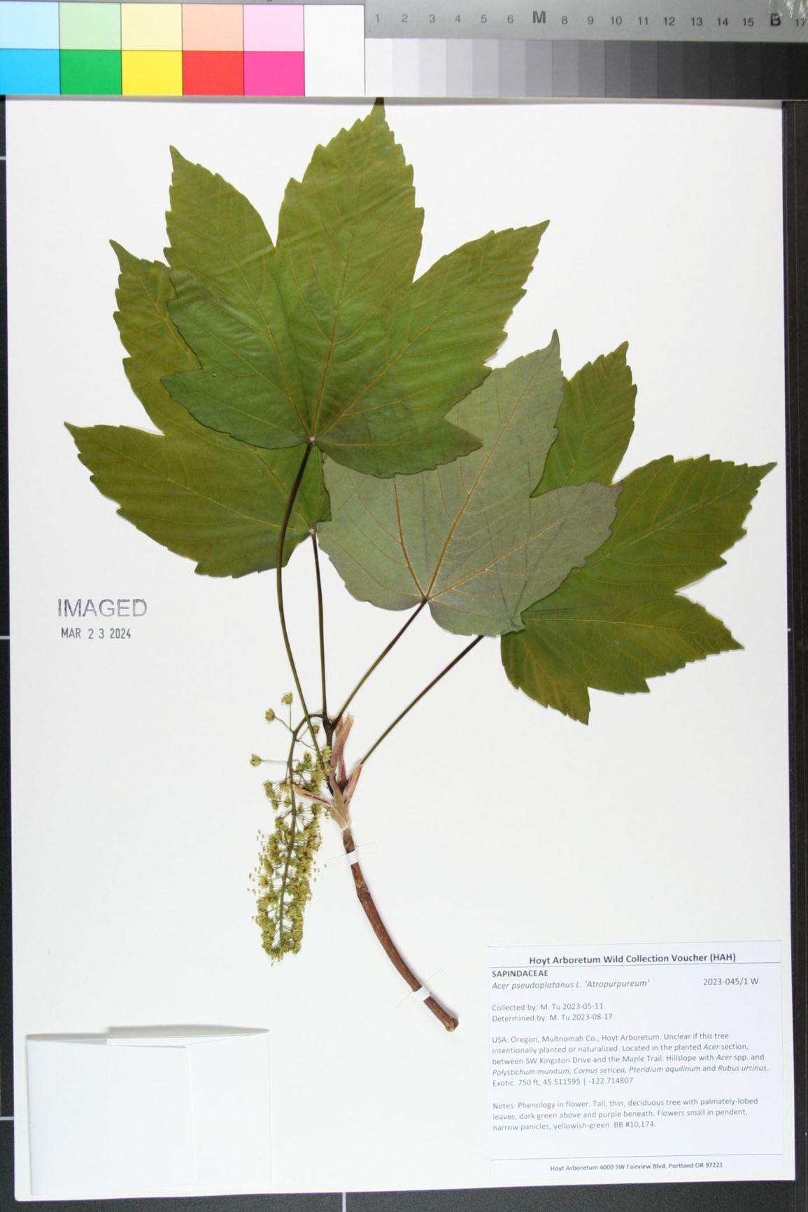Acer pseudoplatanus 'Atropurpureum'