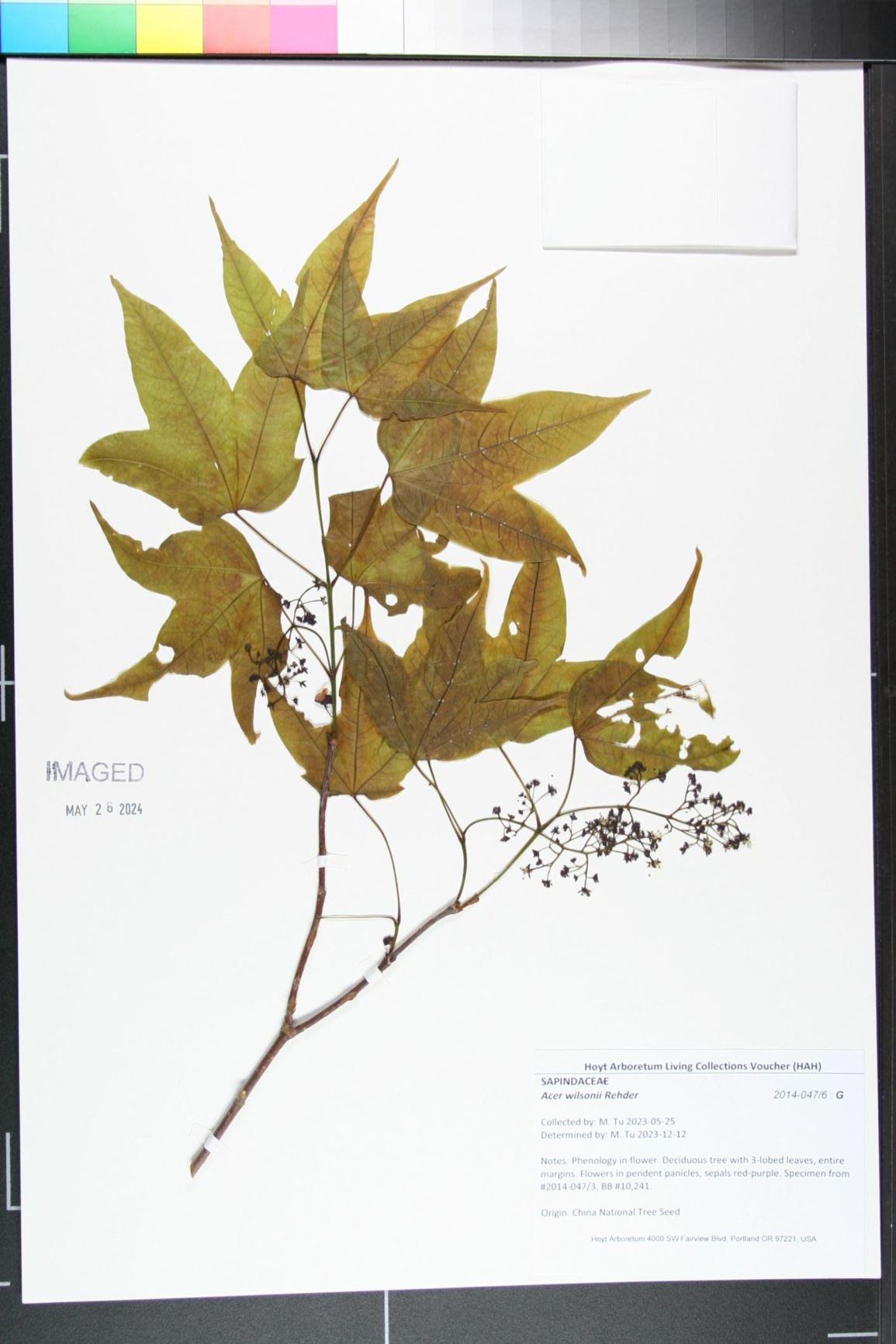 Acer wilsonii