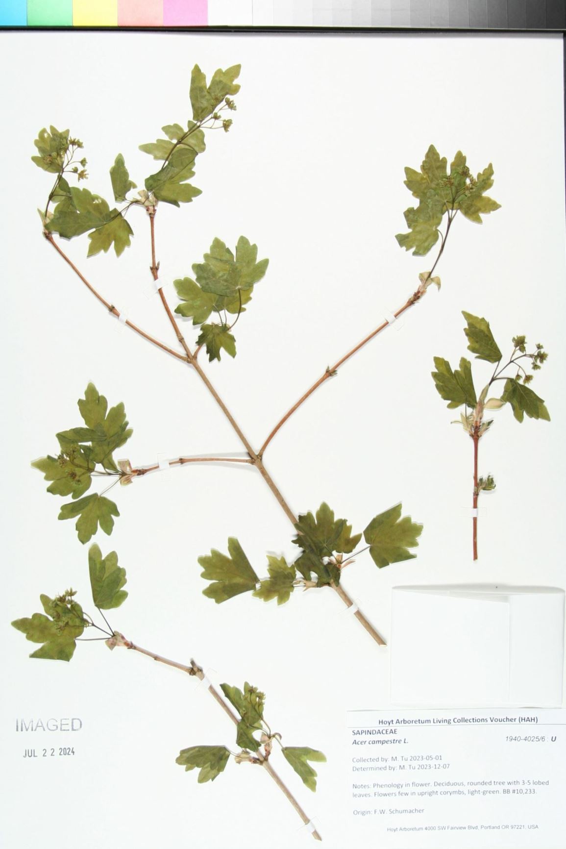 Acer campestre