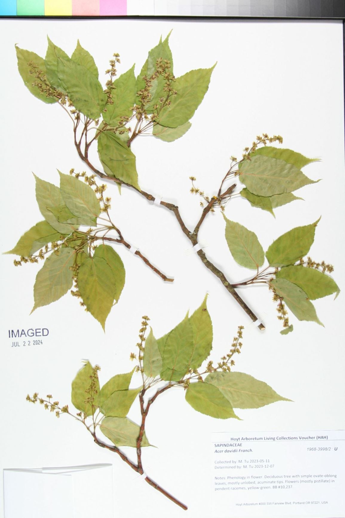 Acer davidii