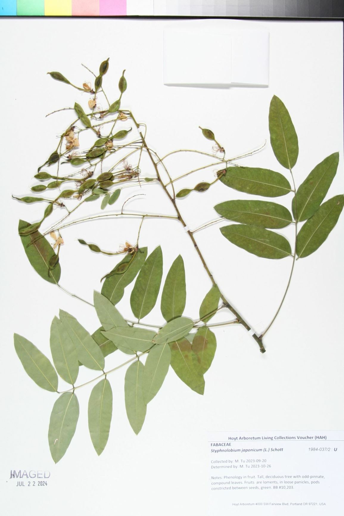 Styphnolobium japonicum - Japanese Pagoda Tree