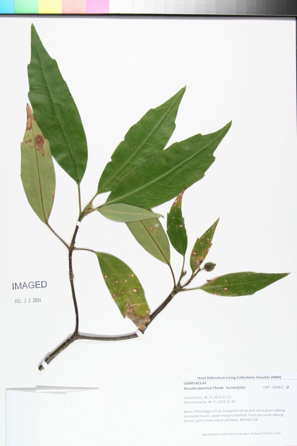 Aucuba japonica 'Serratifolia'
