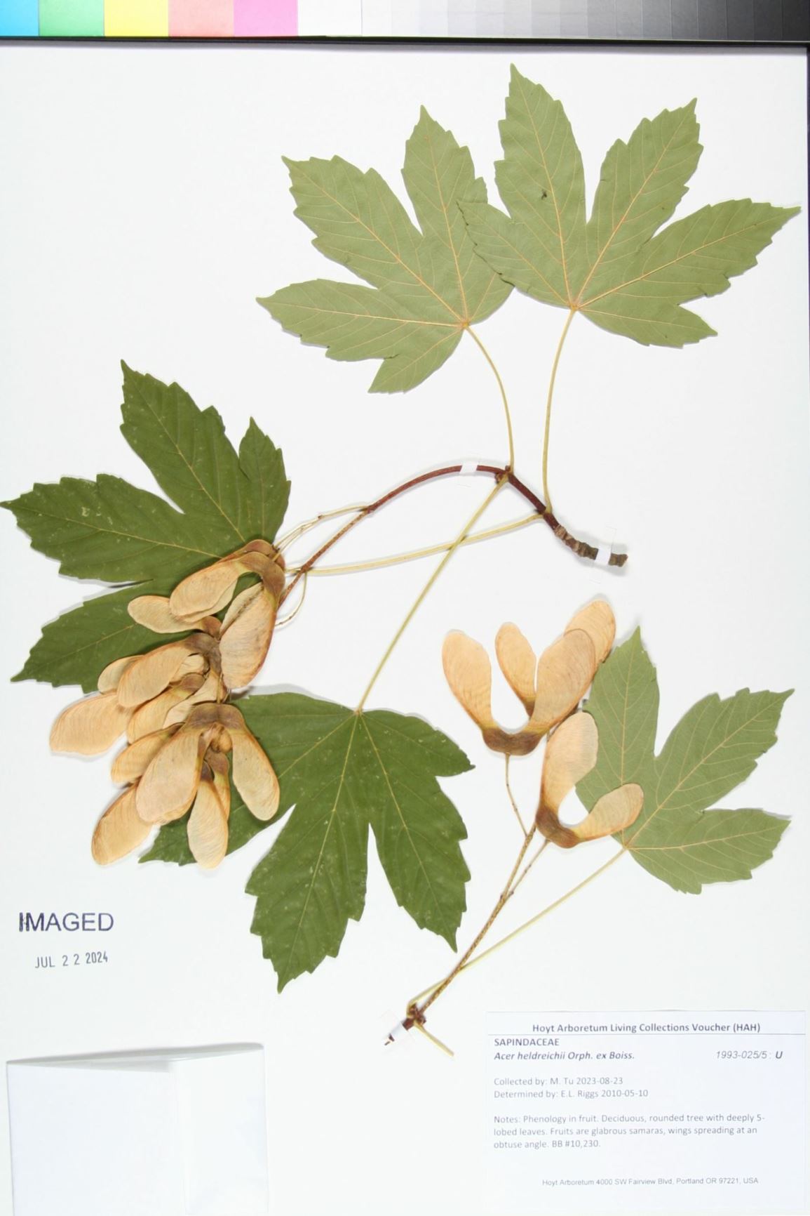 Acer heldreichii