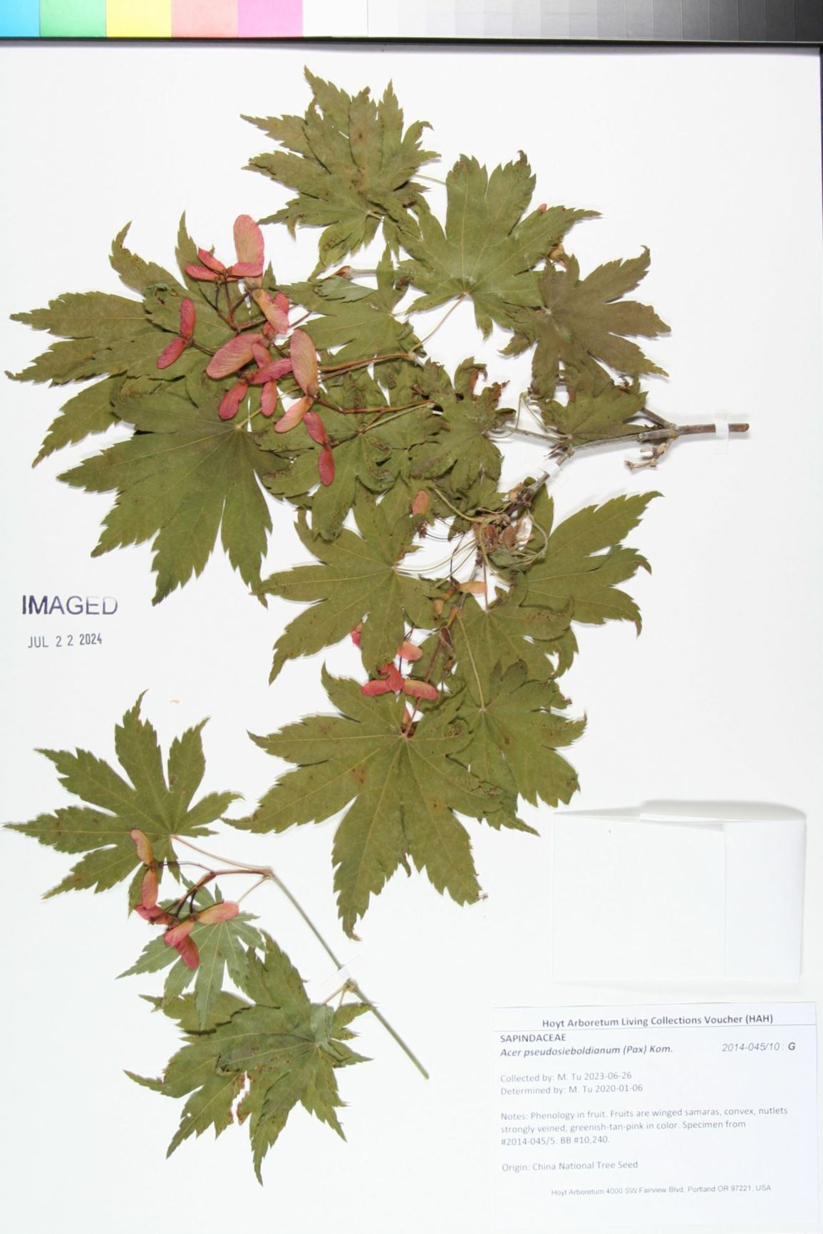 Acer pseudosieboldianum