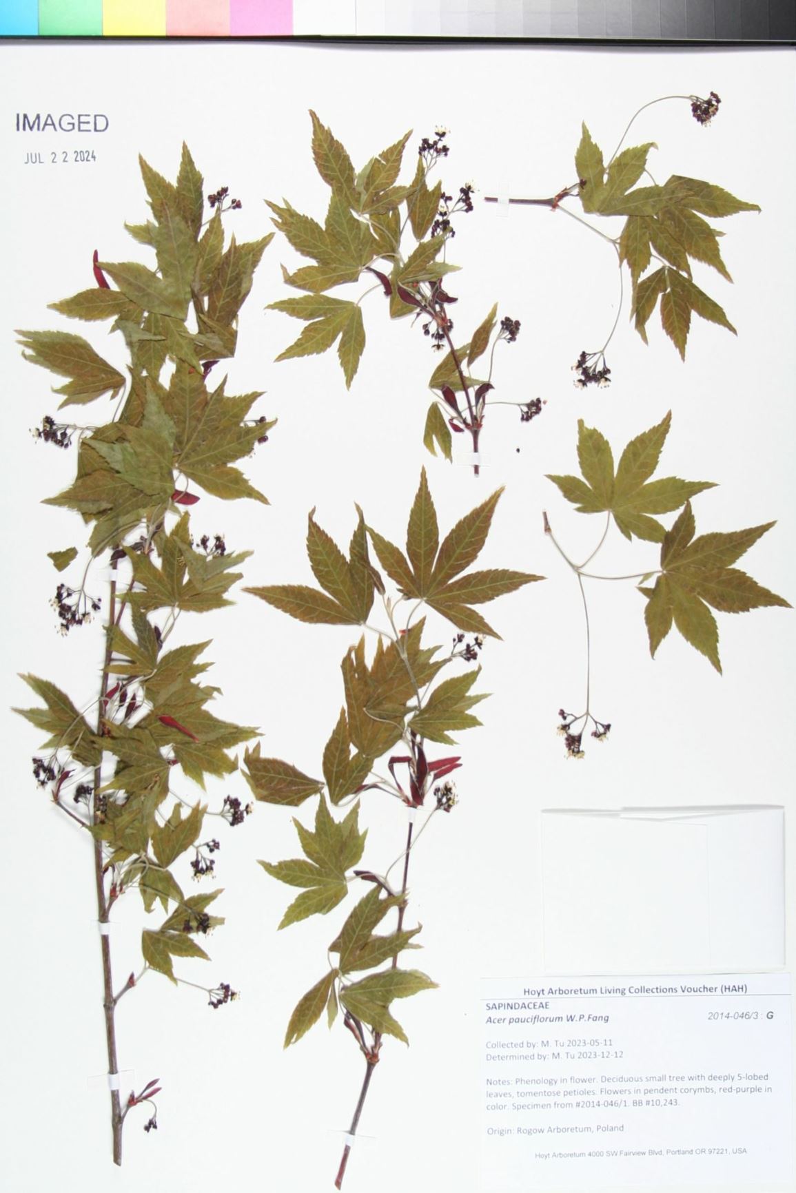 Acer pauciflorum