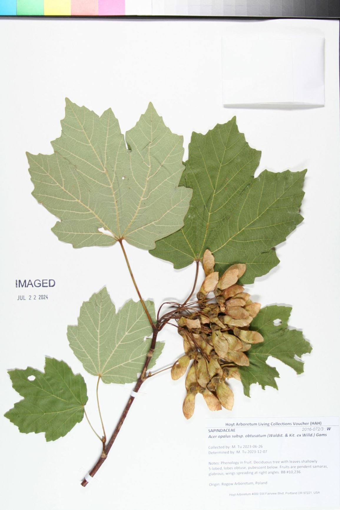 Acer opalus subsp. obtusatum
