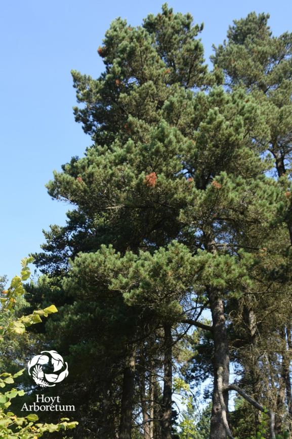 Pinus contorta var. latifolia - Lodgepole Pine