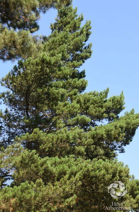 Pinus contorta - lodgepole pine, scrub pine, shore pine, tamarack pine