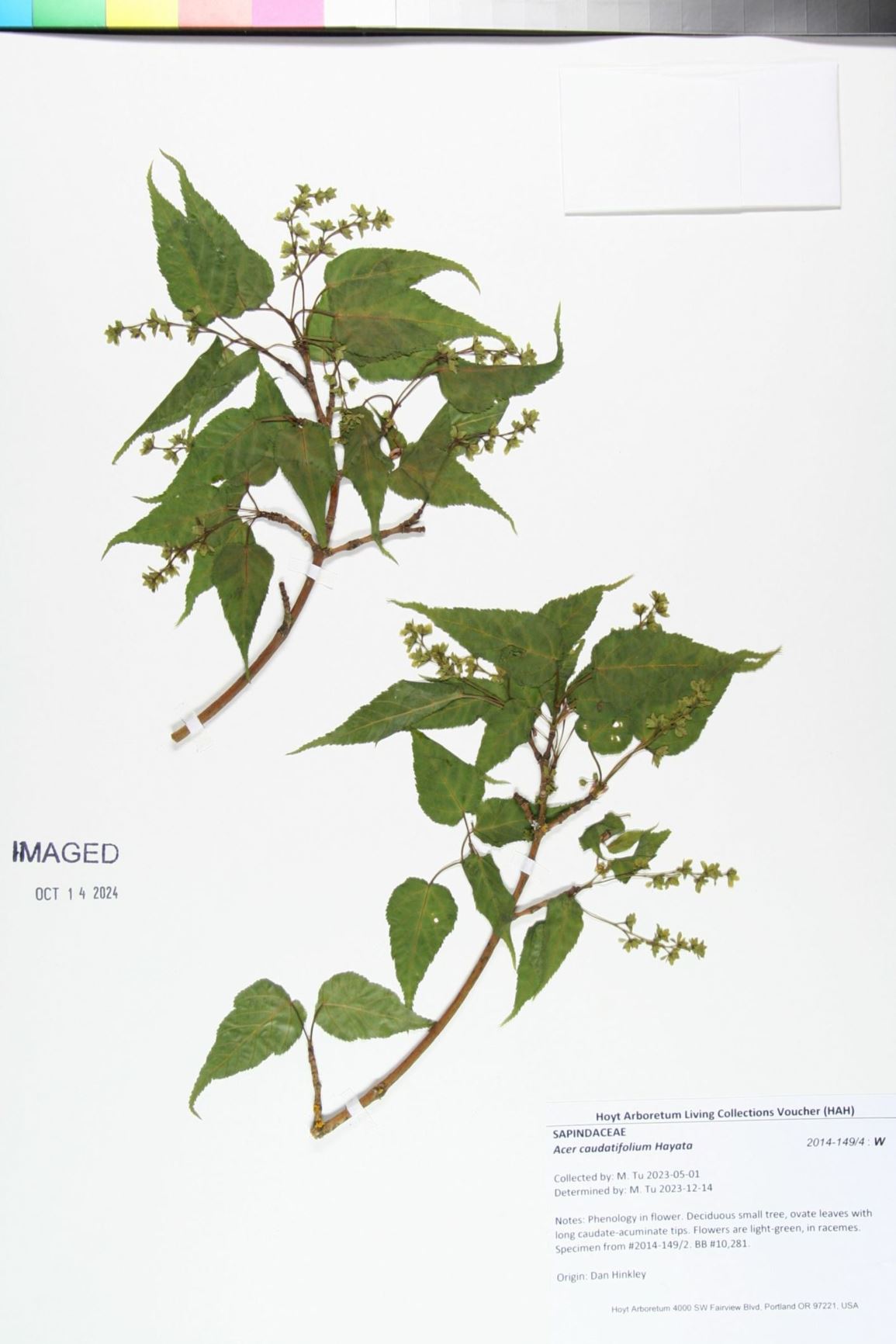 Acer caudatifolium