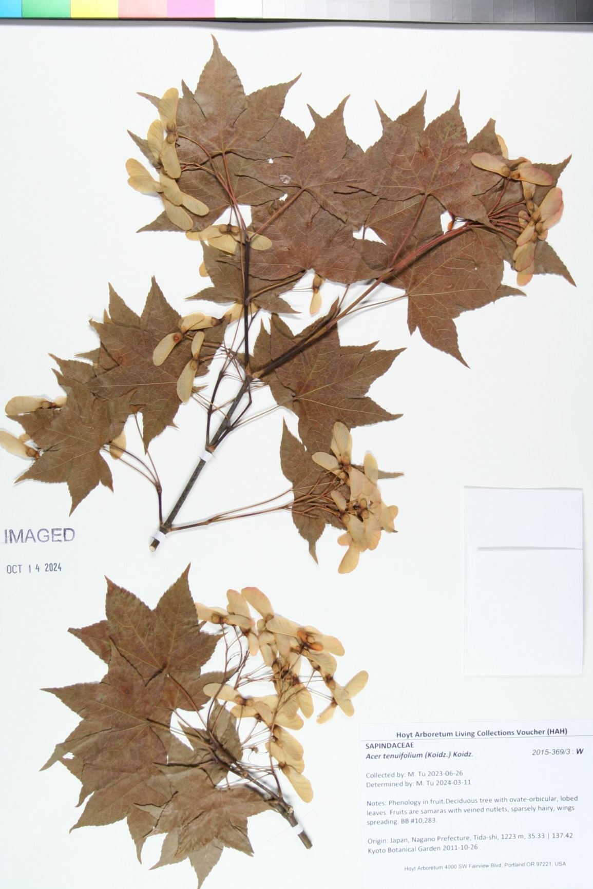 Acer tenuifolium