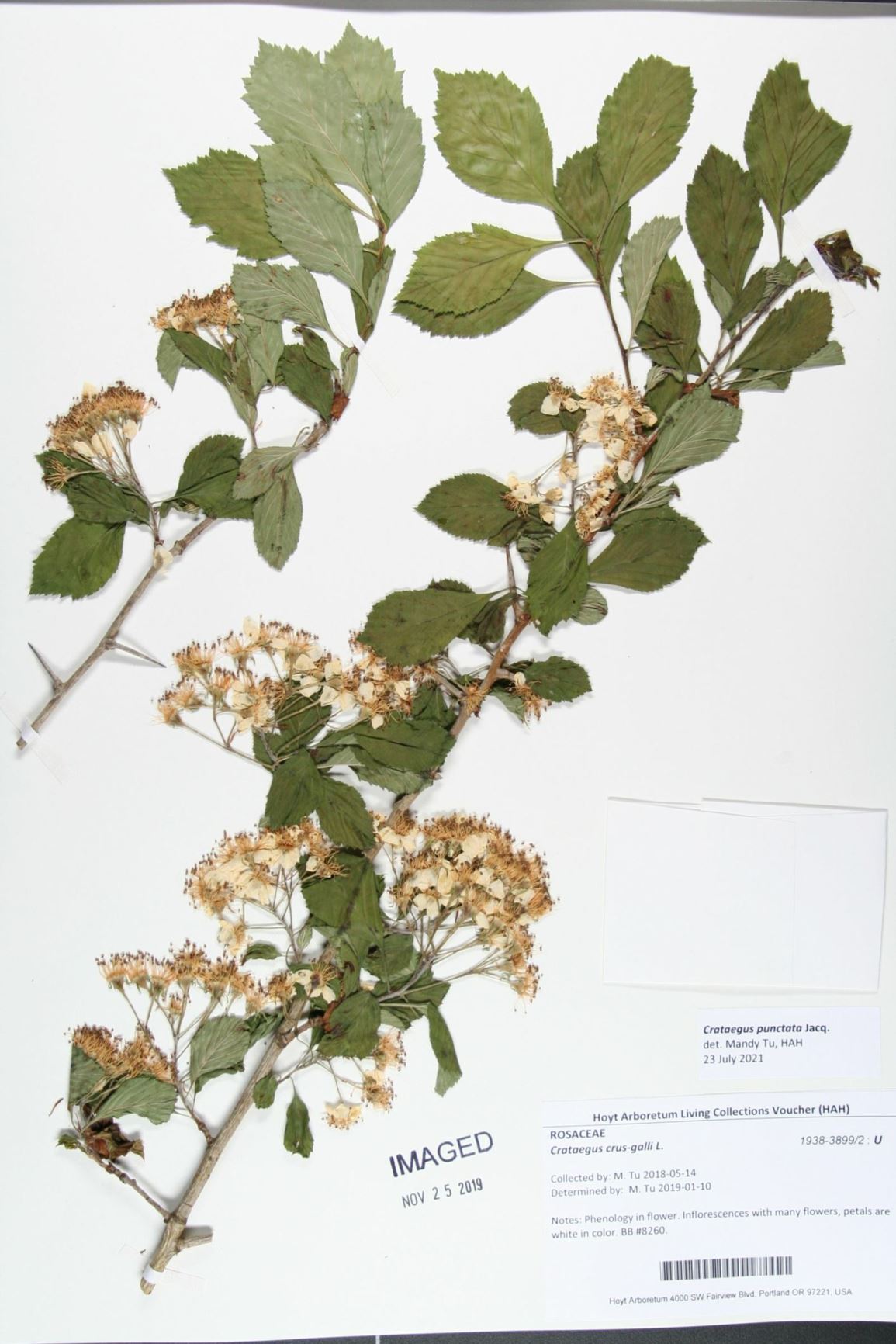 Crataegus punctata - dotted hawthorn, flat-topped hawthorn