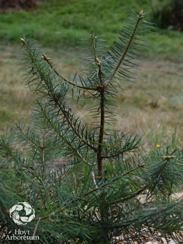 Abies bracteata - bristlecone  fir
