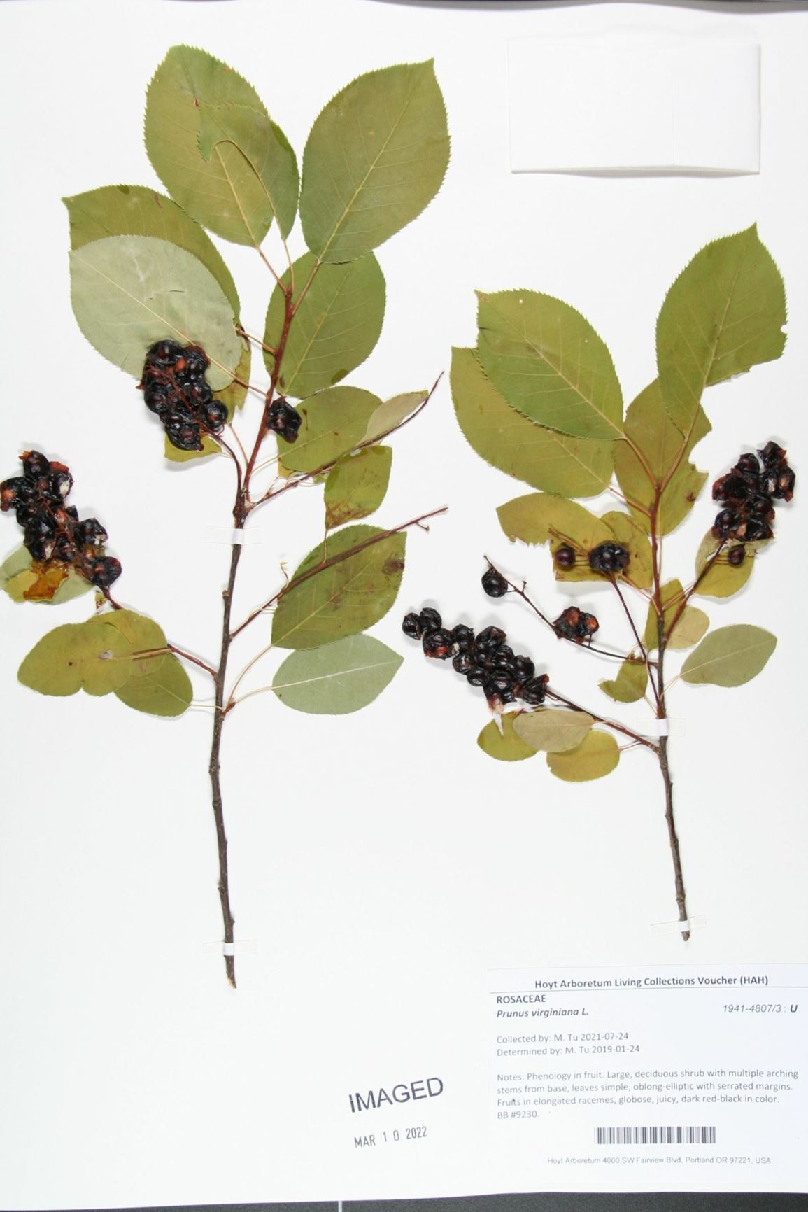 Prunus virginiana - chokecherry, common chokecherry