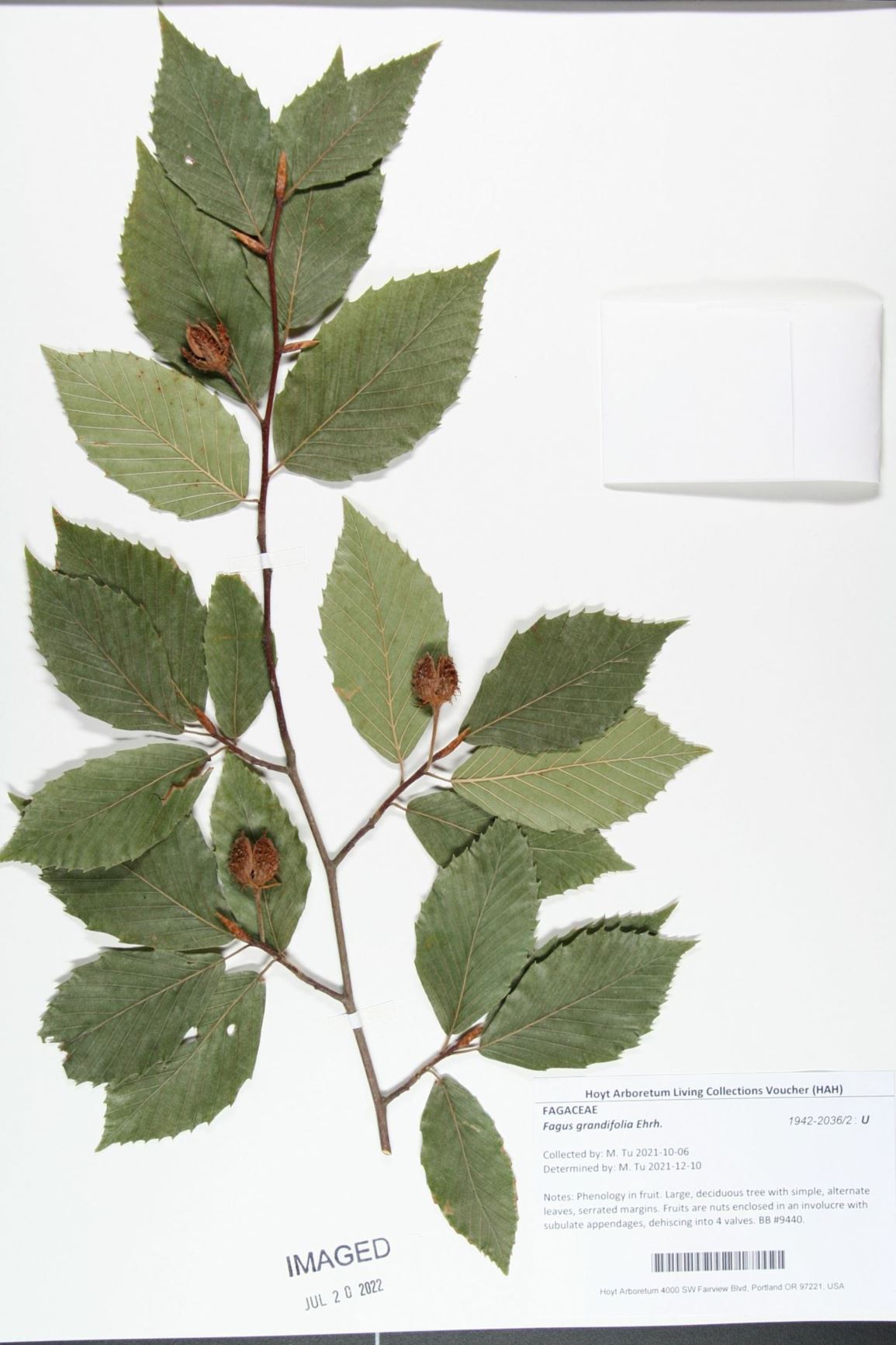 Fagus grandifolia - American beech