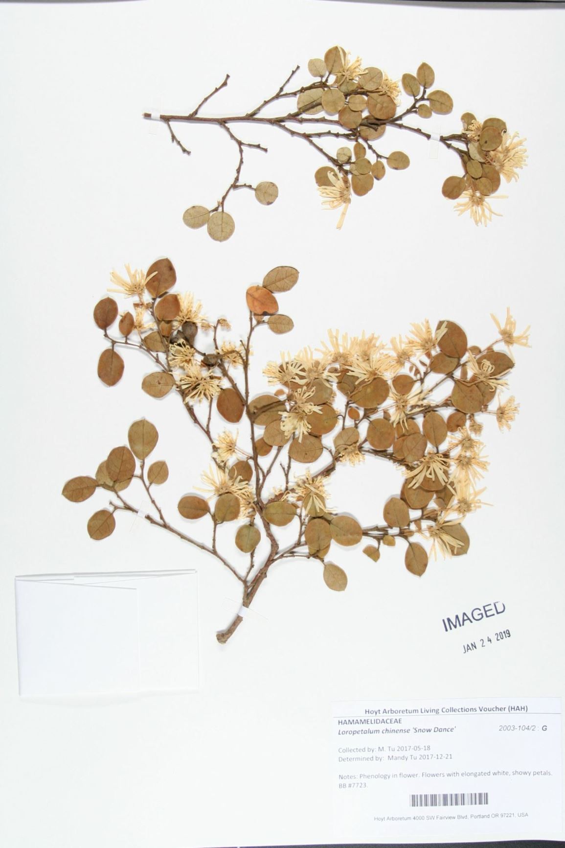 Loropetalum chinense 'Snow Dance'