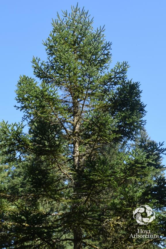Abies religiosa - sacred fir
