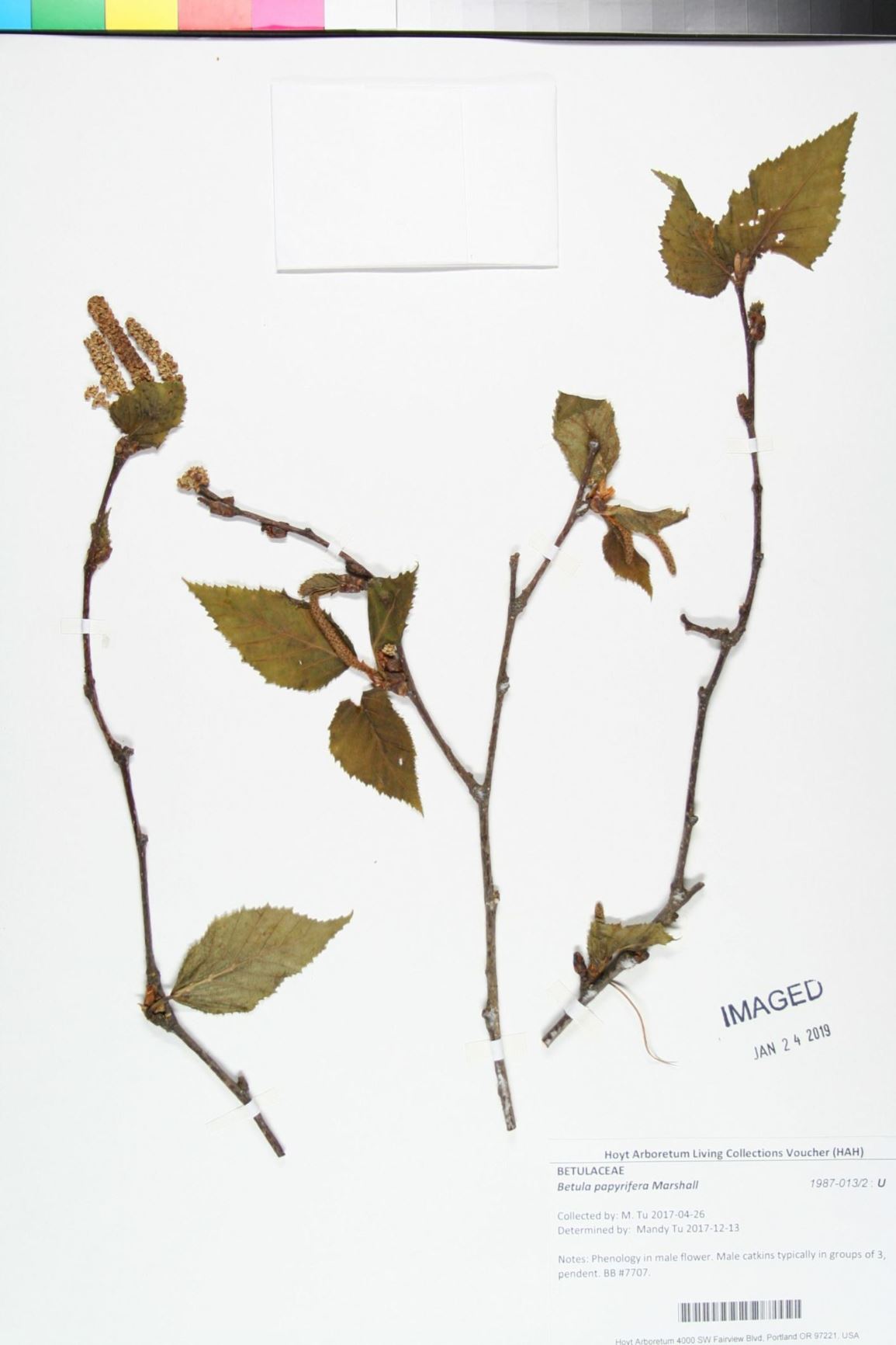 Betula papyrifera - paper birch