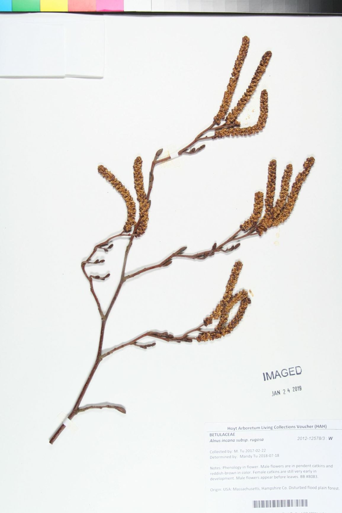 Alnus incana subsp. rugosa - Speckled Alder