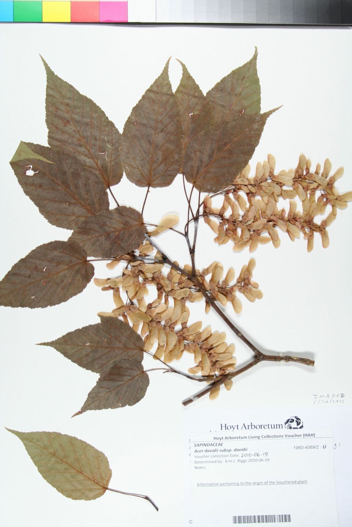 Acer davidii subsp. davidii
